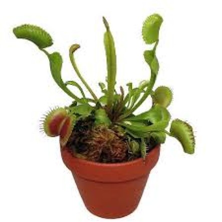 Venus Fly Trap